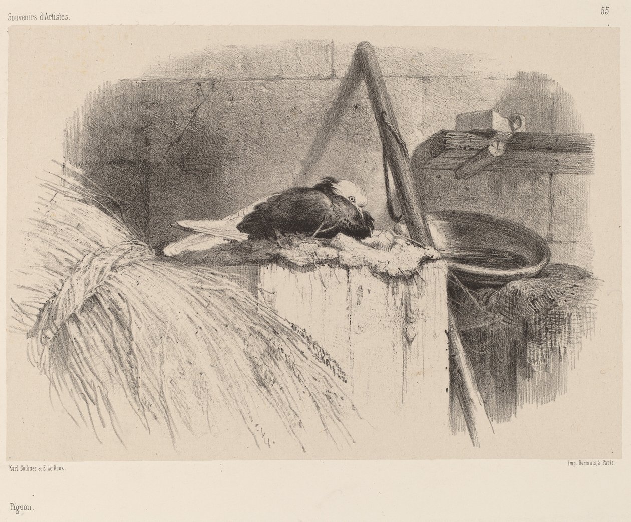 Kyyhkynen tekijältä Karl Bodmer