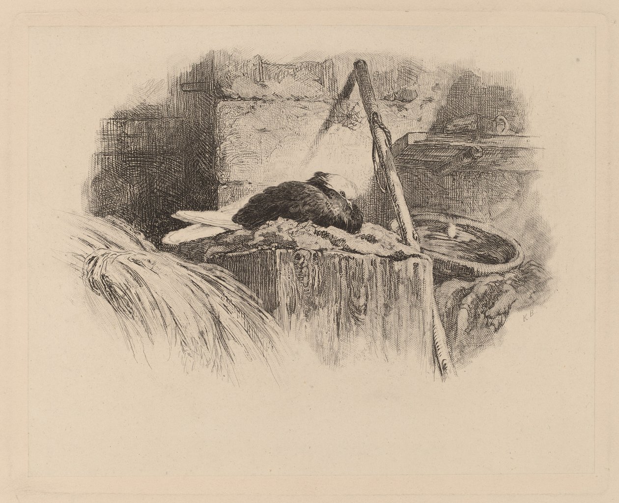 kyyhkynen pesässä tekijältä Karl Bodmer