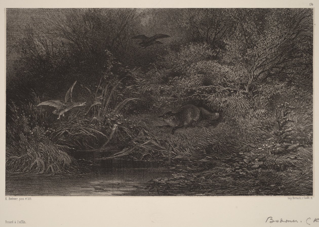 Kettu väijyksissä tekijältä Karl Bodmer