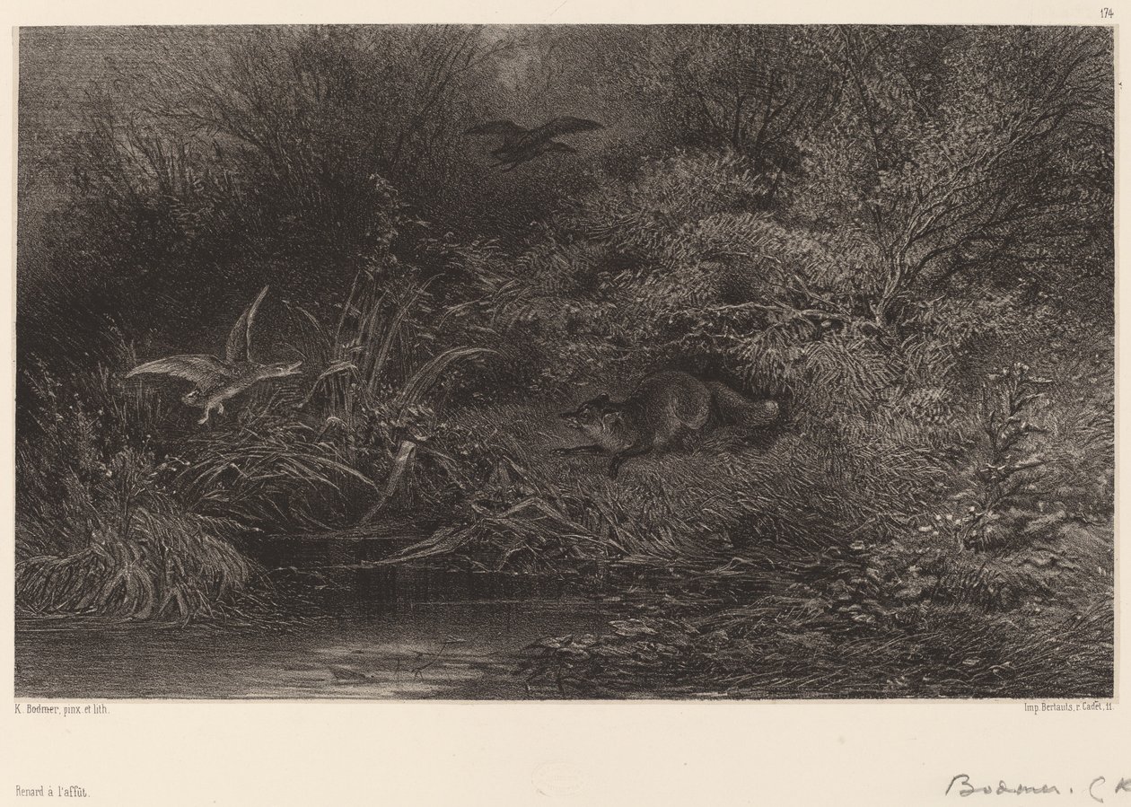Kettu vaanimassa tekijältä Karl Bodmer