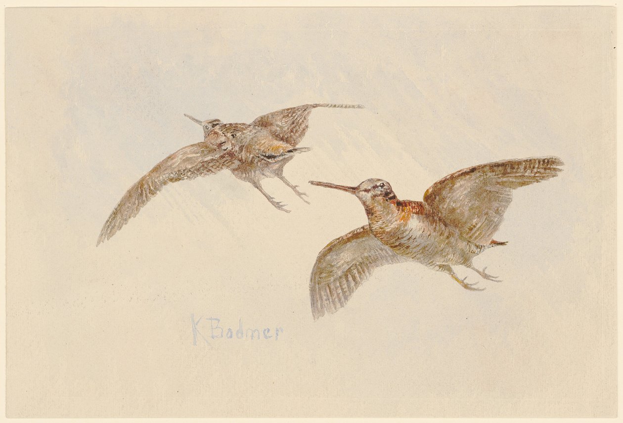 Lentävät kurpat tekijältä Karl Bodmer