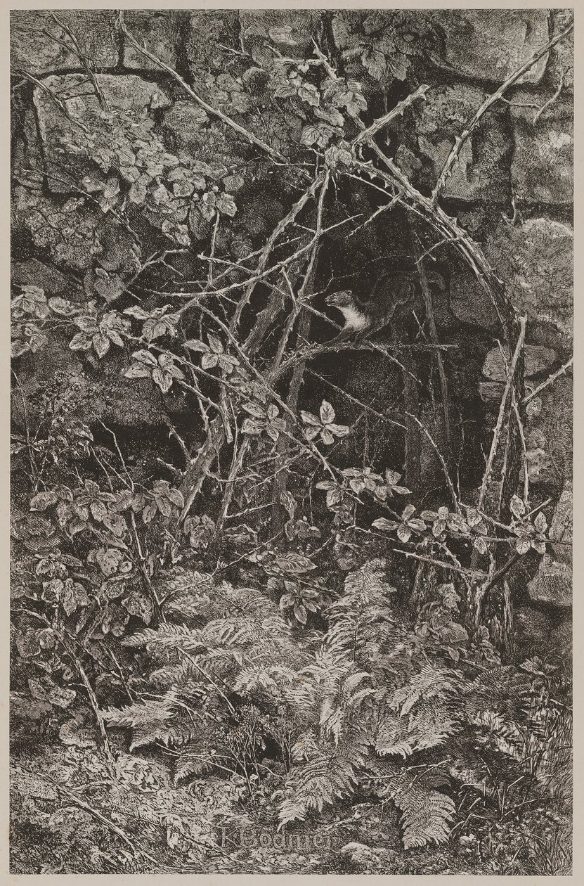 Hyppäävä näätä tekijältä Karl Bodmer