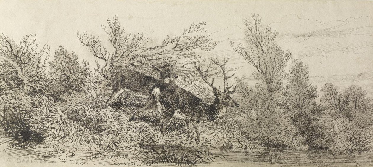 Saksanhirvi metsässä tekijältä Karl Bodmer