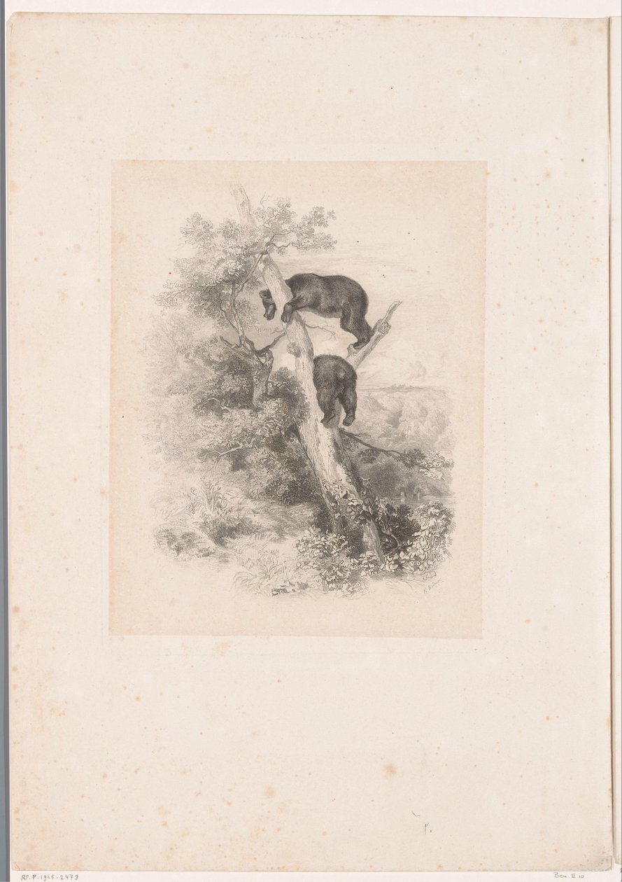 Kaksi karhua puussa Maisemat eläinten kanssa (sarjan nimi) tekijältä Karl Bodmer