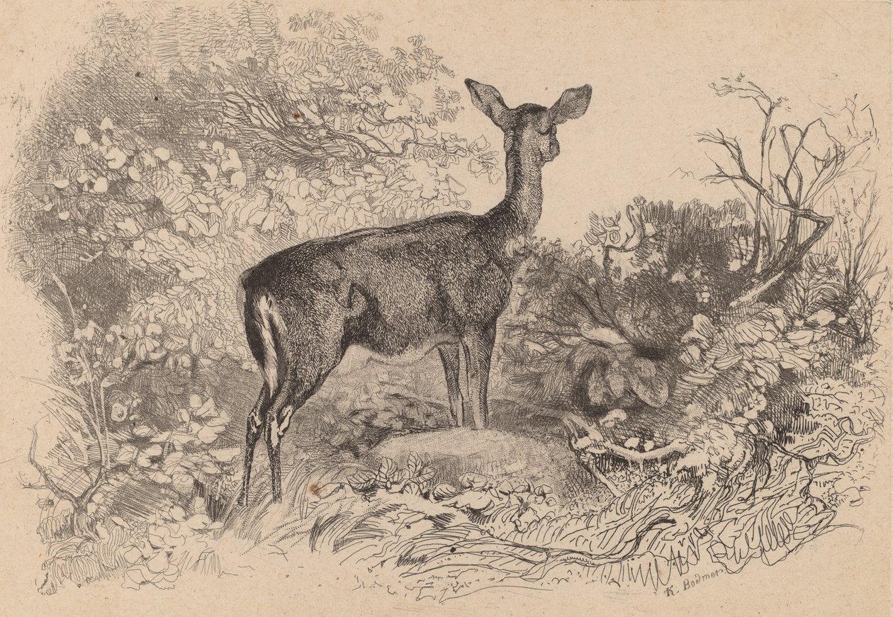 Kukko. tekijältä Karl Bodmer
