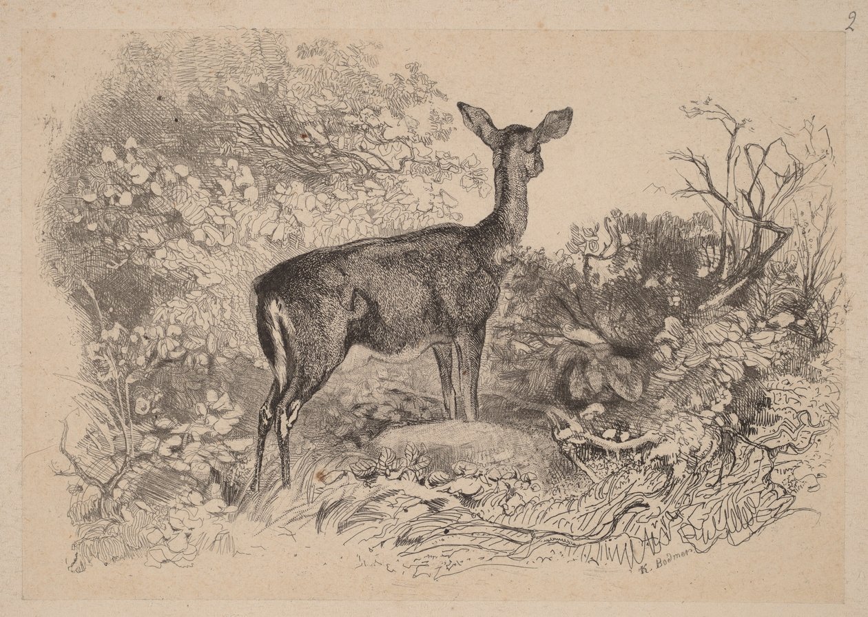 Hirvi tekijältä Karl Bodmer