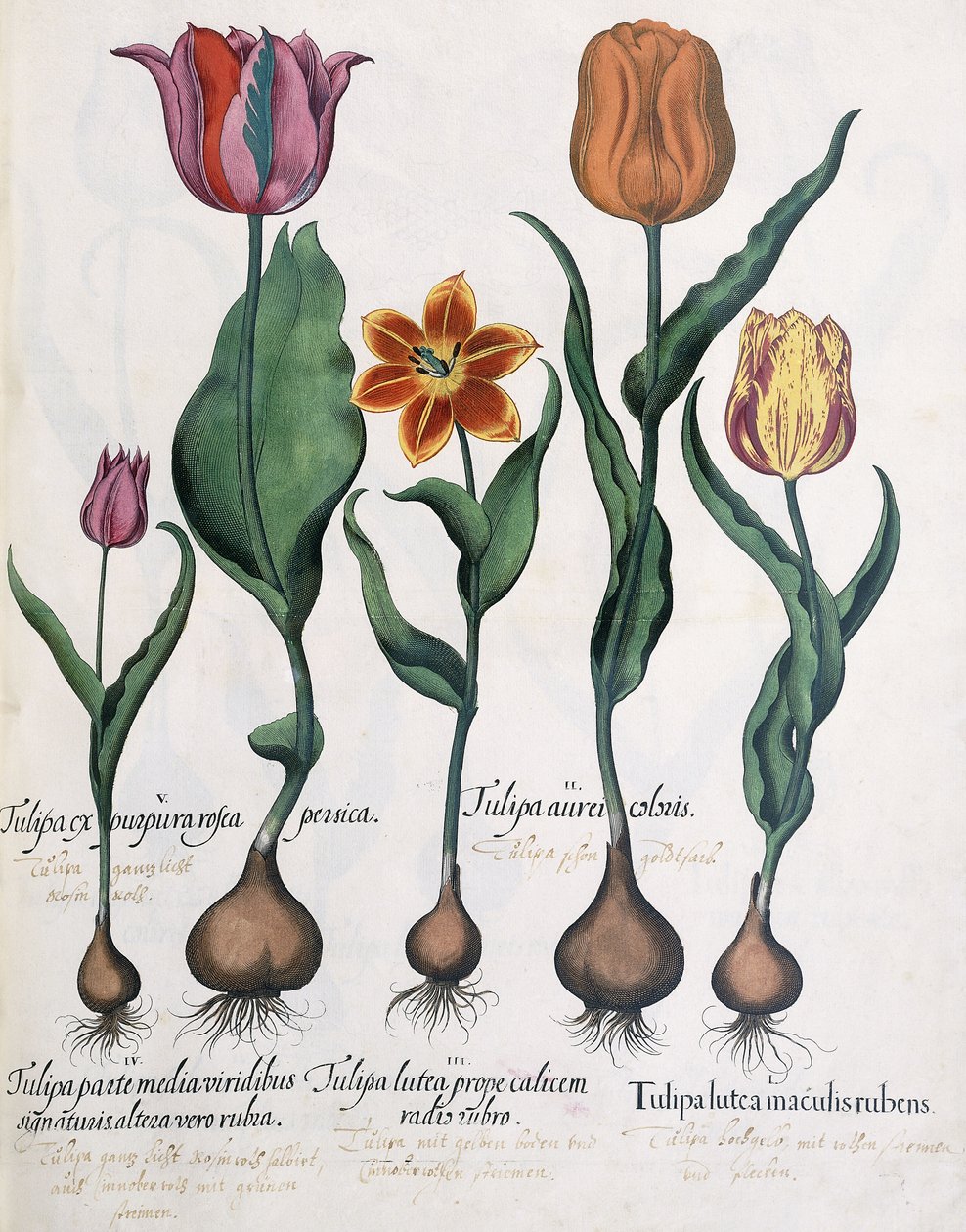 Tulppaanityypit, 1613 tekijältä Karl Christian Wilhelm Baron
