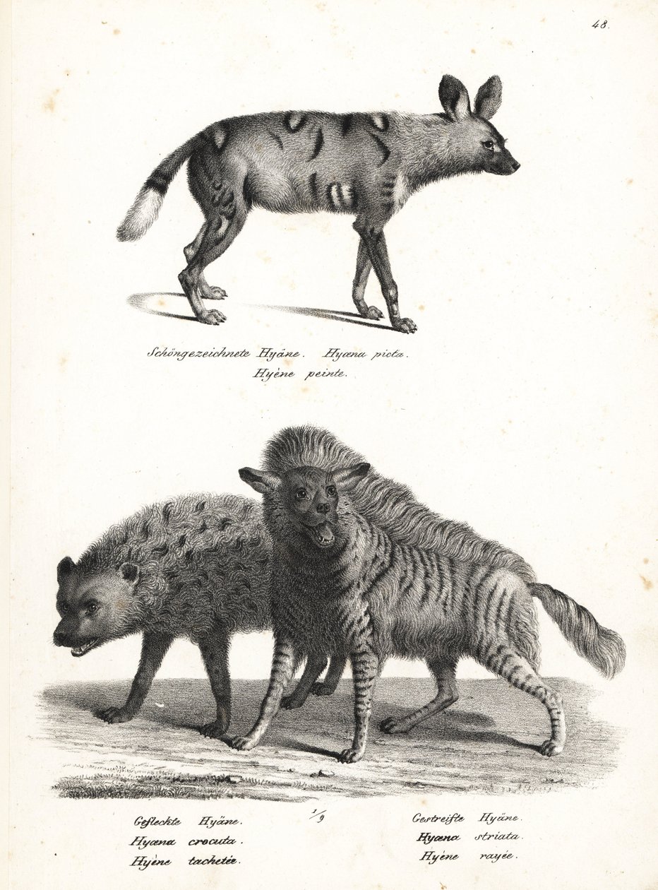 Afrikkalainen villikoira, Lycaon pictus, uhanalainen, pilkkuhyeena, Crocuta crocuta ja raidahyeena, Hyaena hyaena. Karl Joseph Brodtmannin litografia Heinrich Rudolf Schinzin kuvitetusta ihmisten ja eläinten luonnonhistoriasta tekijältä Karl Joseph Brodtmann