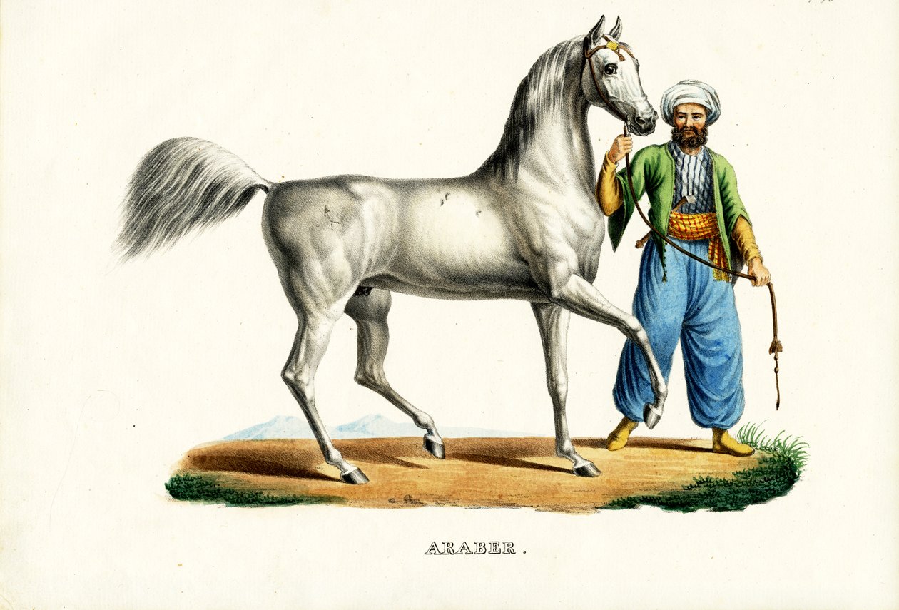 Arabihevonen, 1824 tekijältä Karl Joseph Brodtmann