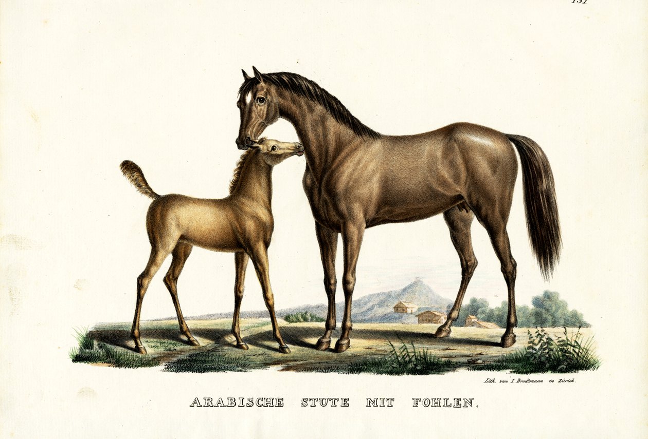 Arabihevonen linnun kanssa, 1824 tekijältä Karl Joseph Brodtmann
