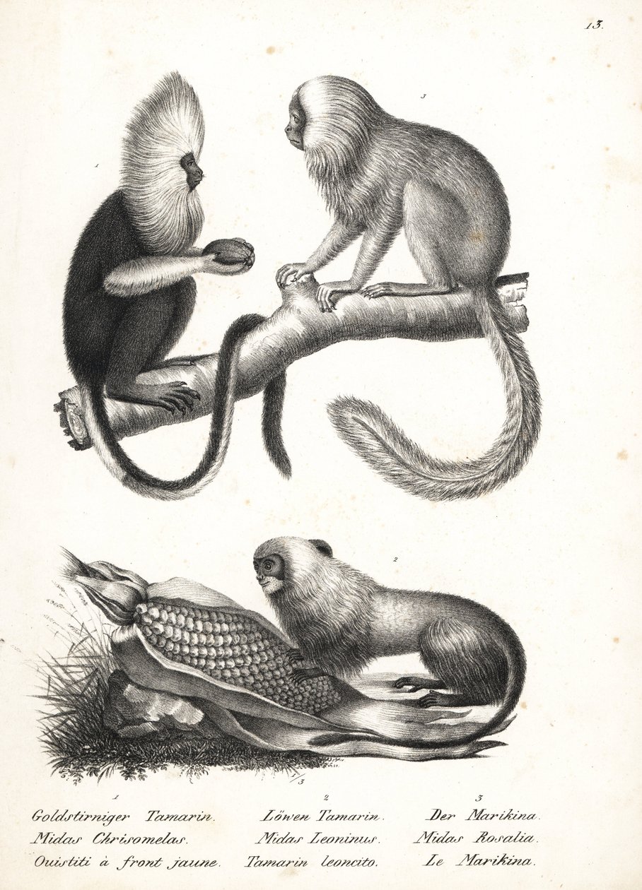 Buffy-head marmoset, Callithrix flaviceps (uhanalainen) 1 ja kultaleijona tamariini, Leontopithecus rosalia (uhanalainen) 2,3. Karl Joseph Brodtmannin litografia Heinrich Rudolf Schinzin kuvitetusta ihmisten ja eläinten luonnonhistoriasta tekijältä Karl Joseph Brodtmann