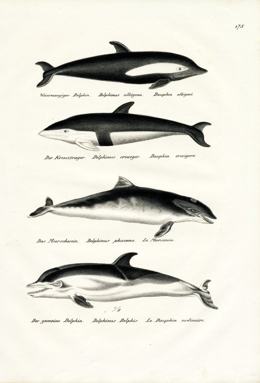 Erilaisia delfiinejä, 1824 tekijältä Karl Joseph Brodtmann