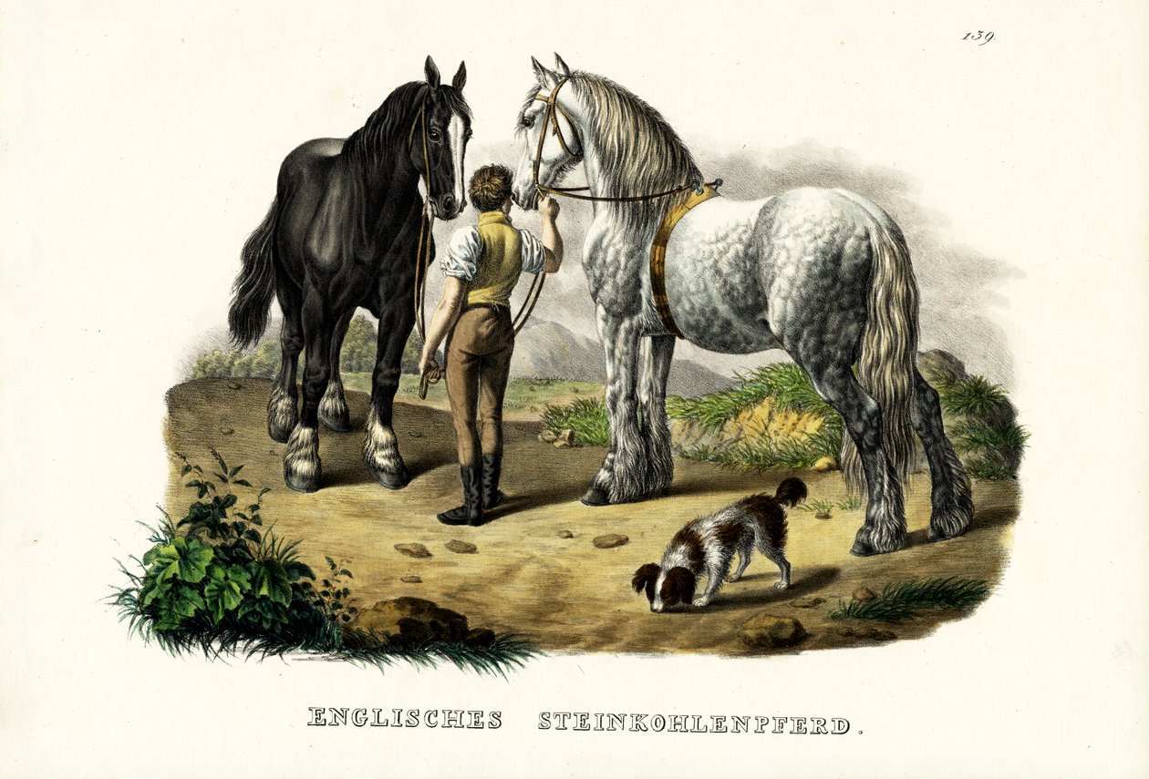 Englantilainen Pit Horse, 1824 tekijältä Karl Joseph Brodtmann