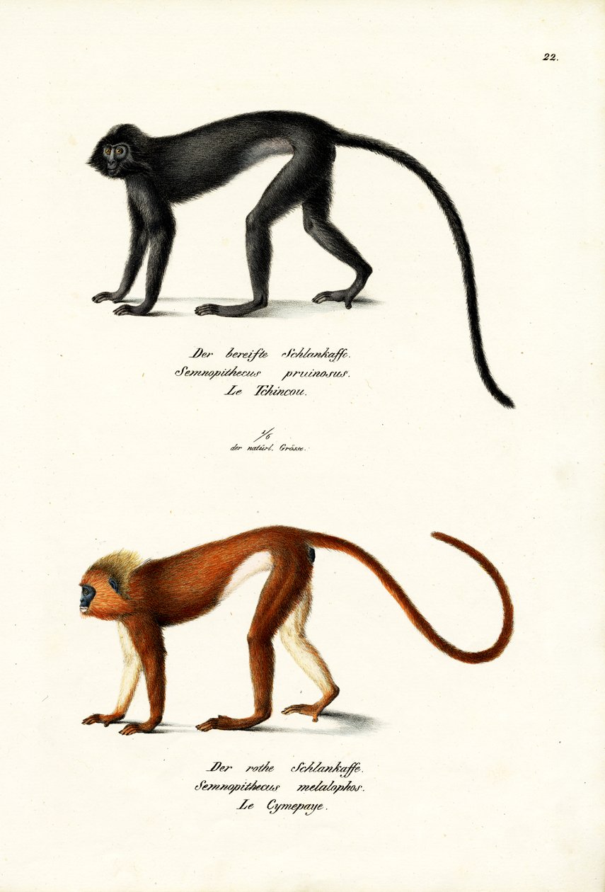 Hanuman Langur, 1824 tekijältä Karl Joseph Brodtmann