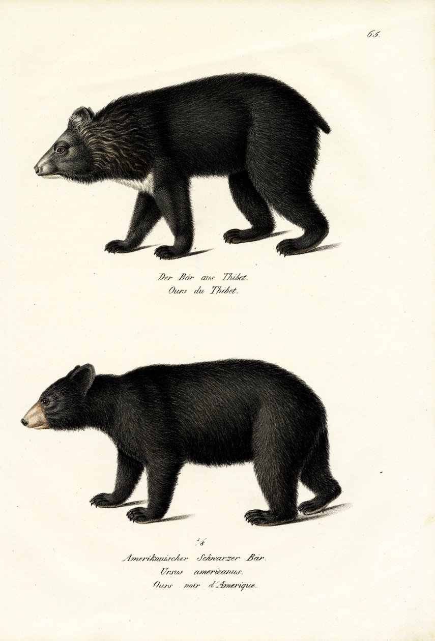 Himalajan musta karhu, 1824 tekijältä Karl Joseph Brodtmann