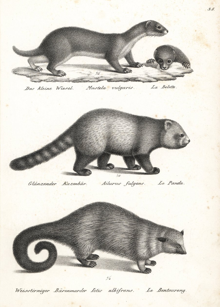 Pienin lumikko, Mustela nivalis 1, punainen panda, Ailurus fulgens 2, haavoittuvainen ja karhukukka, Arctictis binturong 3, haavoittuva. Karl Joseph Brodtmannin litografia Heinrich Rudolf Schinzin kuvitetusta ihmisten ja eläinten luonnonhistoriasta tekijältä Karl Joseph Brodtmann