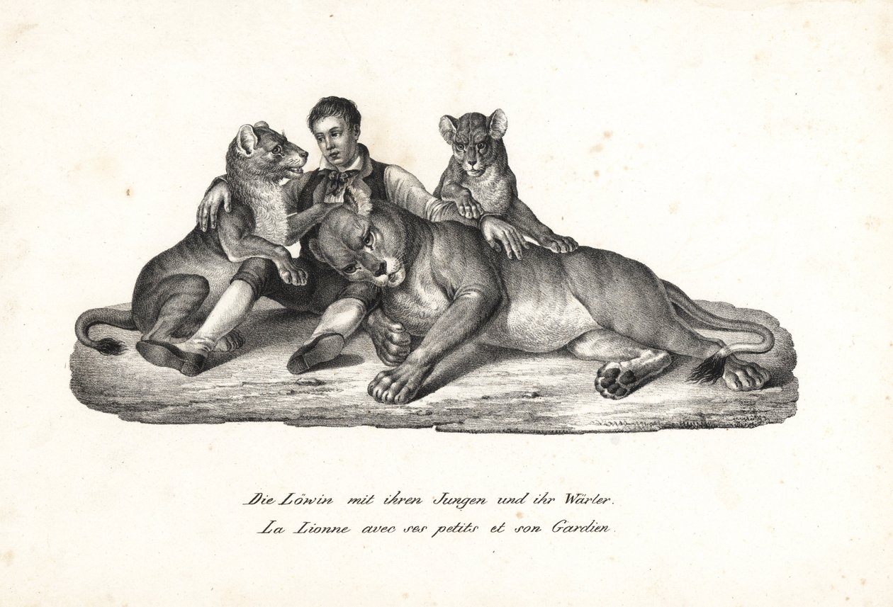 Leijona ja pennut kouluttajan kanssa, Panthera leo. Karl Joseph Brodtmannin litografia Heinrich Rudolf Schinzin kuvitetusta ihmisten ja eläinten luonnonhistoriasta tekijältä Karl Joseph Brodtmann