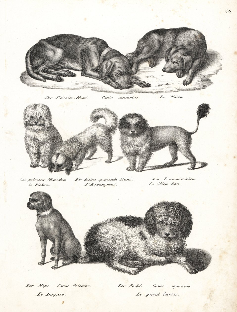 Lurcher tai matin koira, Canis laniarius, bichon, espanjakoira, chow chow, mopsikoira, Canis fricator ja villakoira tai vesimetsästyskoira, Canis aquaticus. Karl Joseph Brodtmannin litografia Heinrich Rudolf Schinzin kuvitetusta ihmisten ja eläimen luonnon tekijältä Karl Joseph Brodtmann
