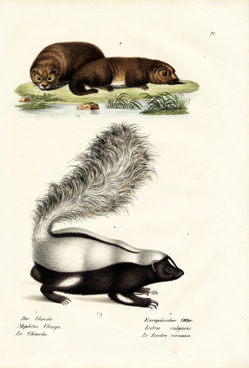 Molinan sikanukkahaisu, 1824 tekijältä Karl Joseph Brodtmann