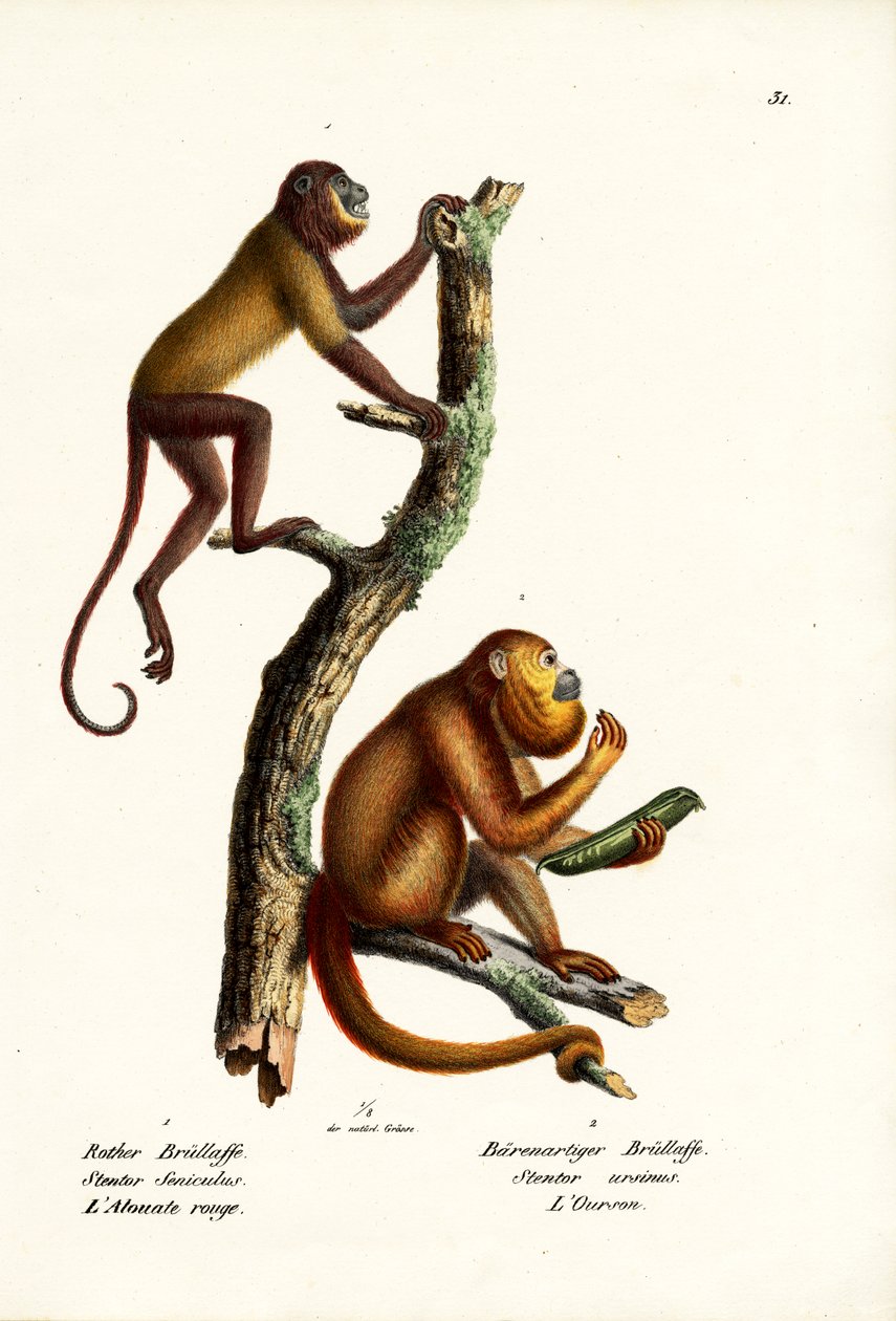 Red Howler Monkeys, 1824 tekijältä Karl Joseph Brodtmann