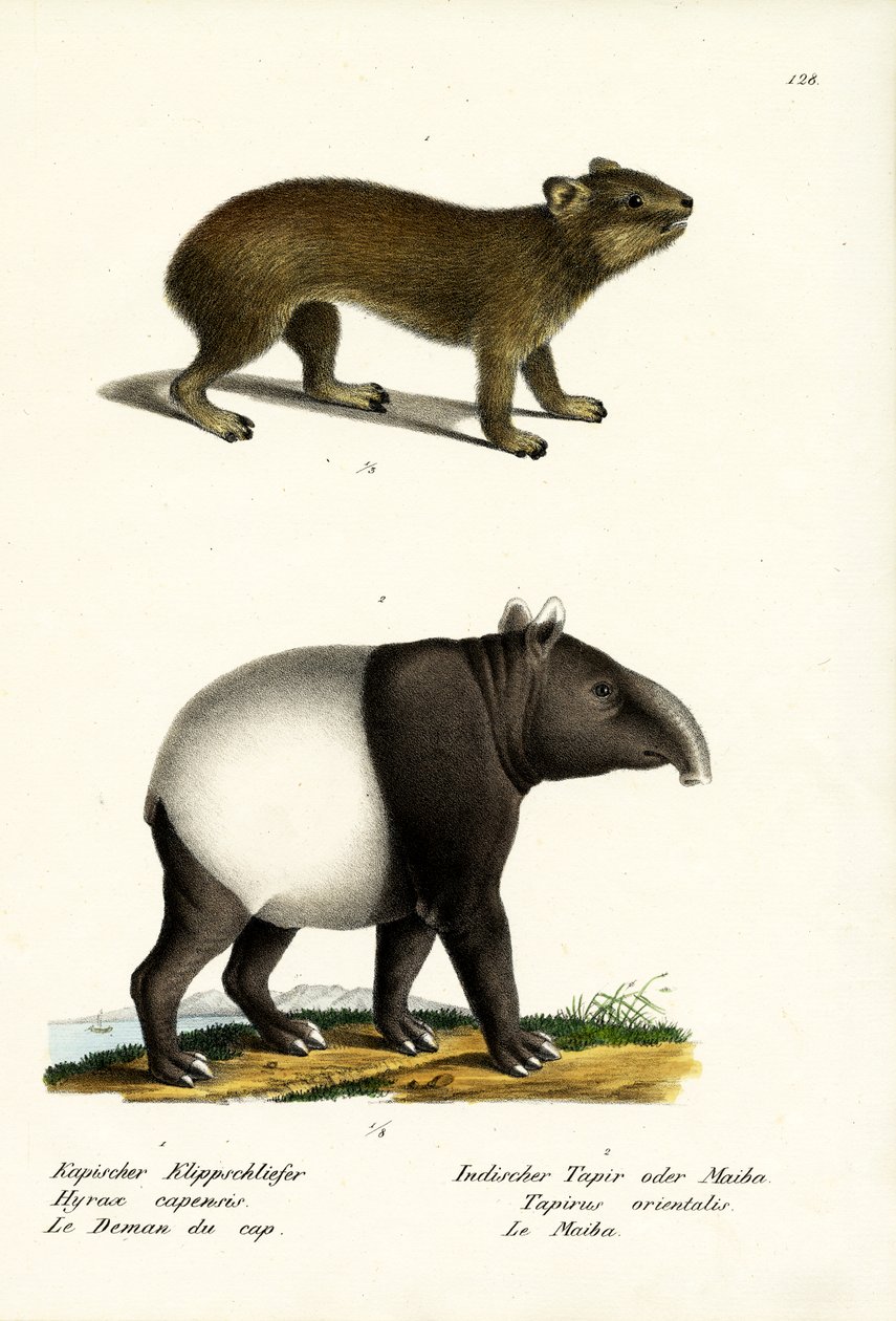Rock Hyrax, 1824 tekijältä Karl Joseph Brodtmann
