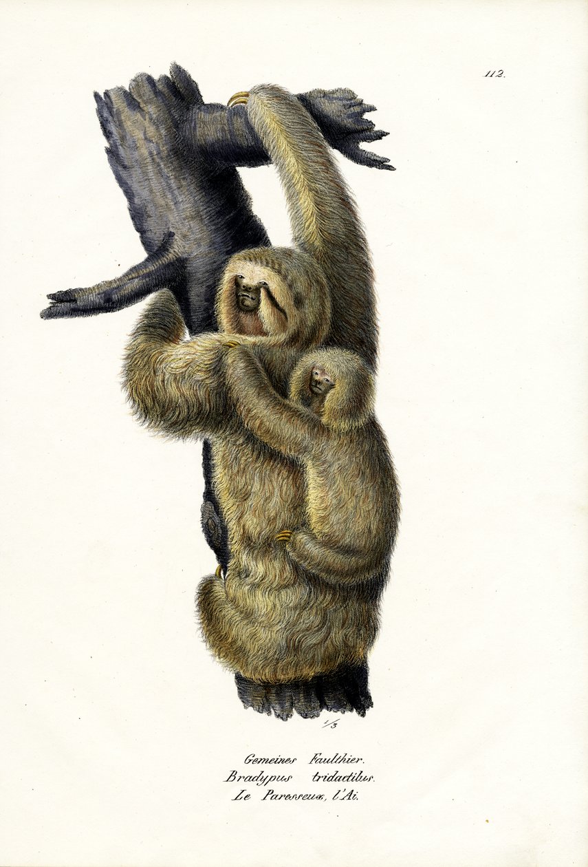 Kolmivarpainen laiskuri, 1824 tekijältä Karl Joseph Brodtmann