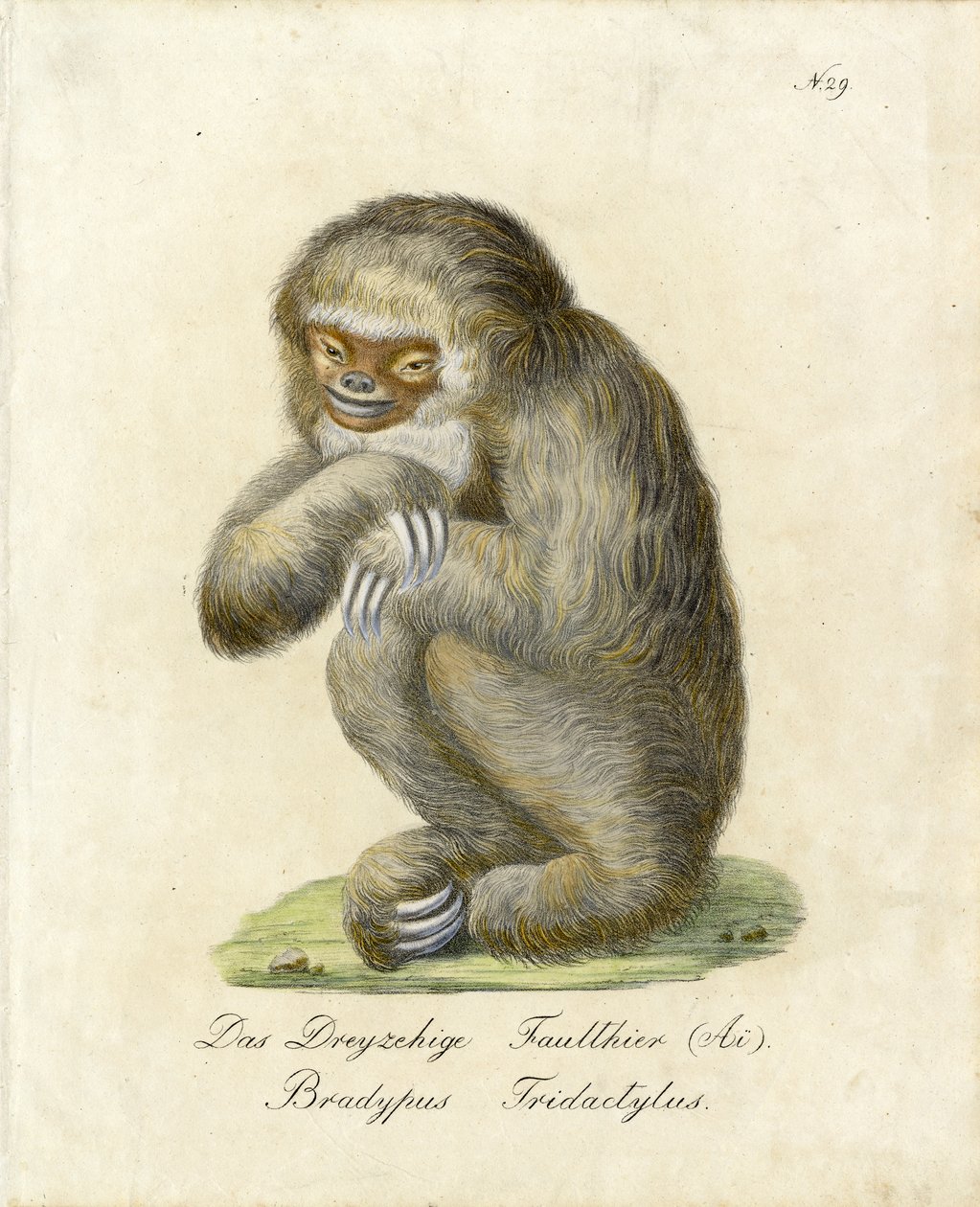  tekijältä Karl Joseph Brodtmann