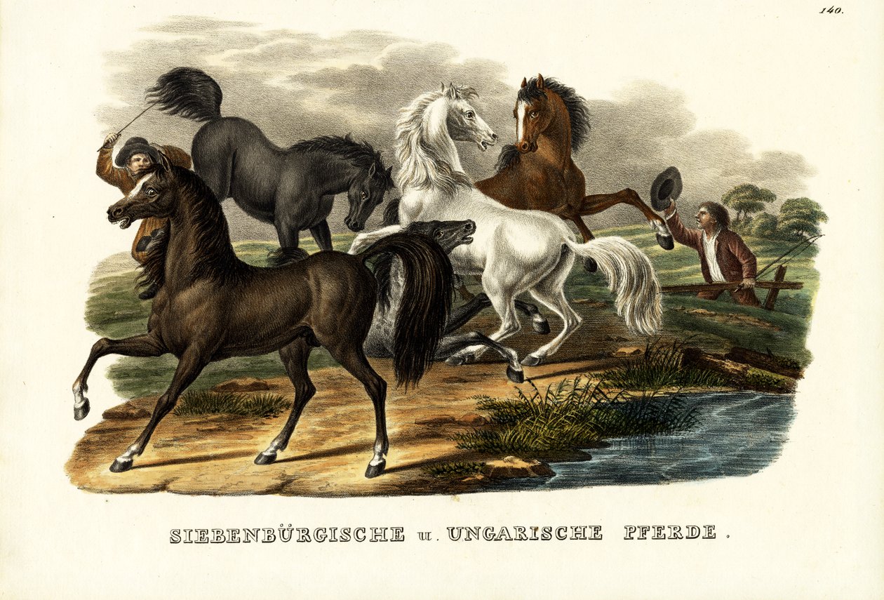 Transilvanian ja Unkarin hevoset, 1824 tekijältä Karl Joseph Brodtmann