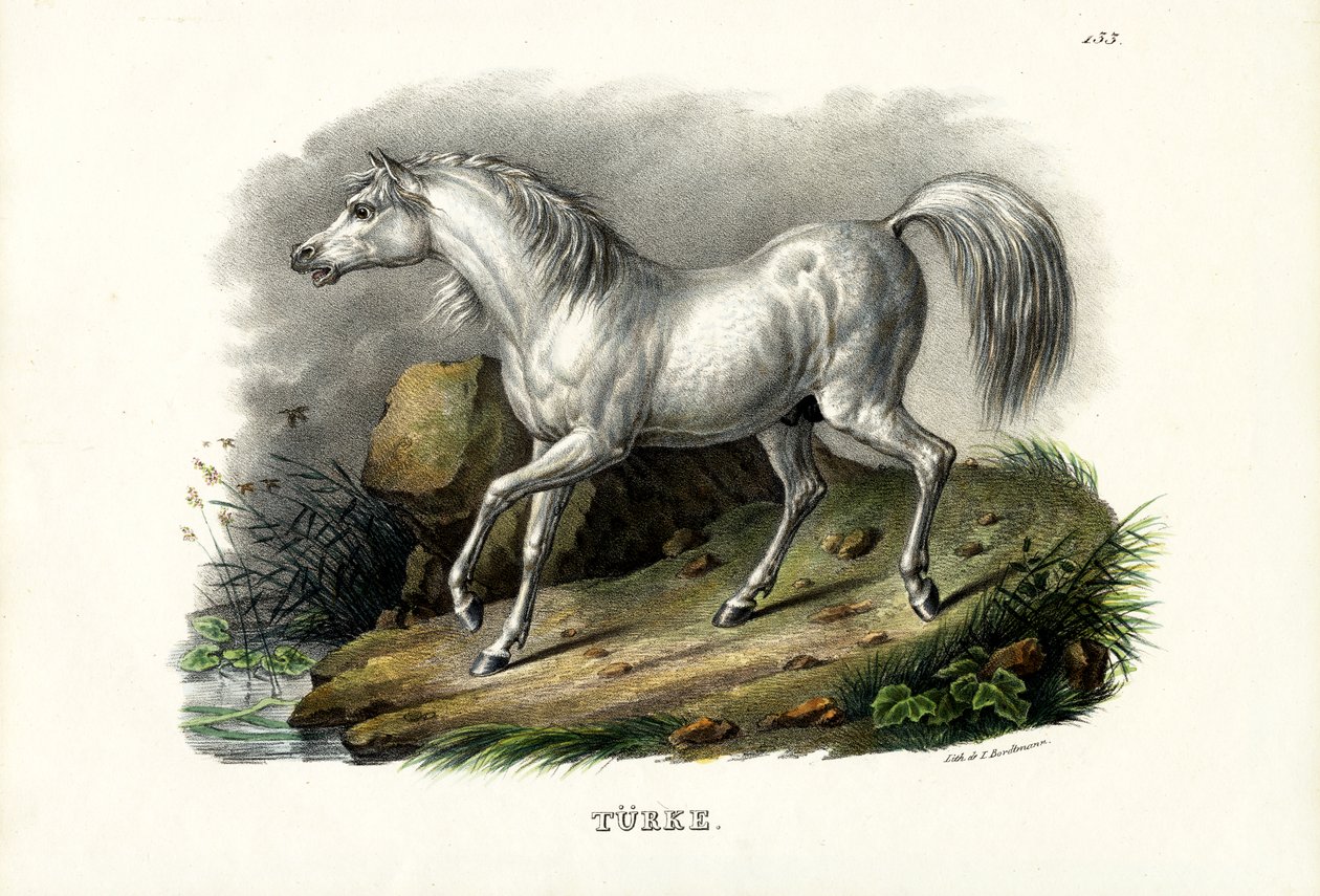 Turkin hevonen, 1824 tekijältä Karl Joseph Brodtmann