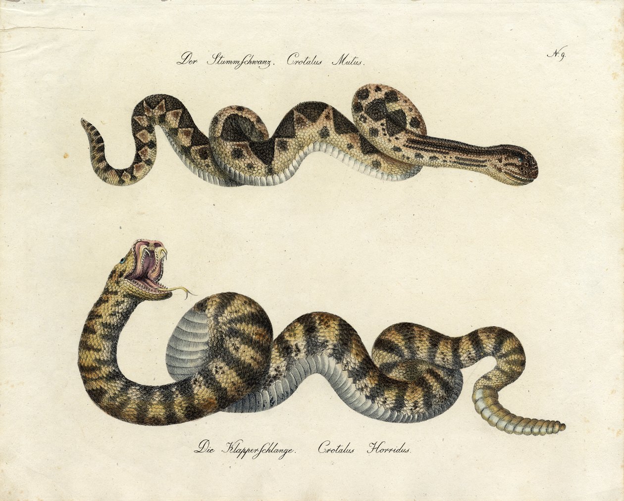 Myrkkykäärmeet (tulosta) tekijältä Karl Joseph Brodtmann