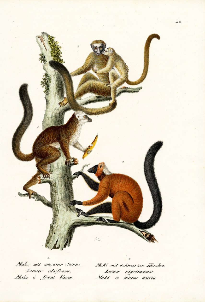Valkosärmälemur, 1824 tekijältä Karl Joseph Brodtmann