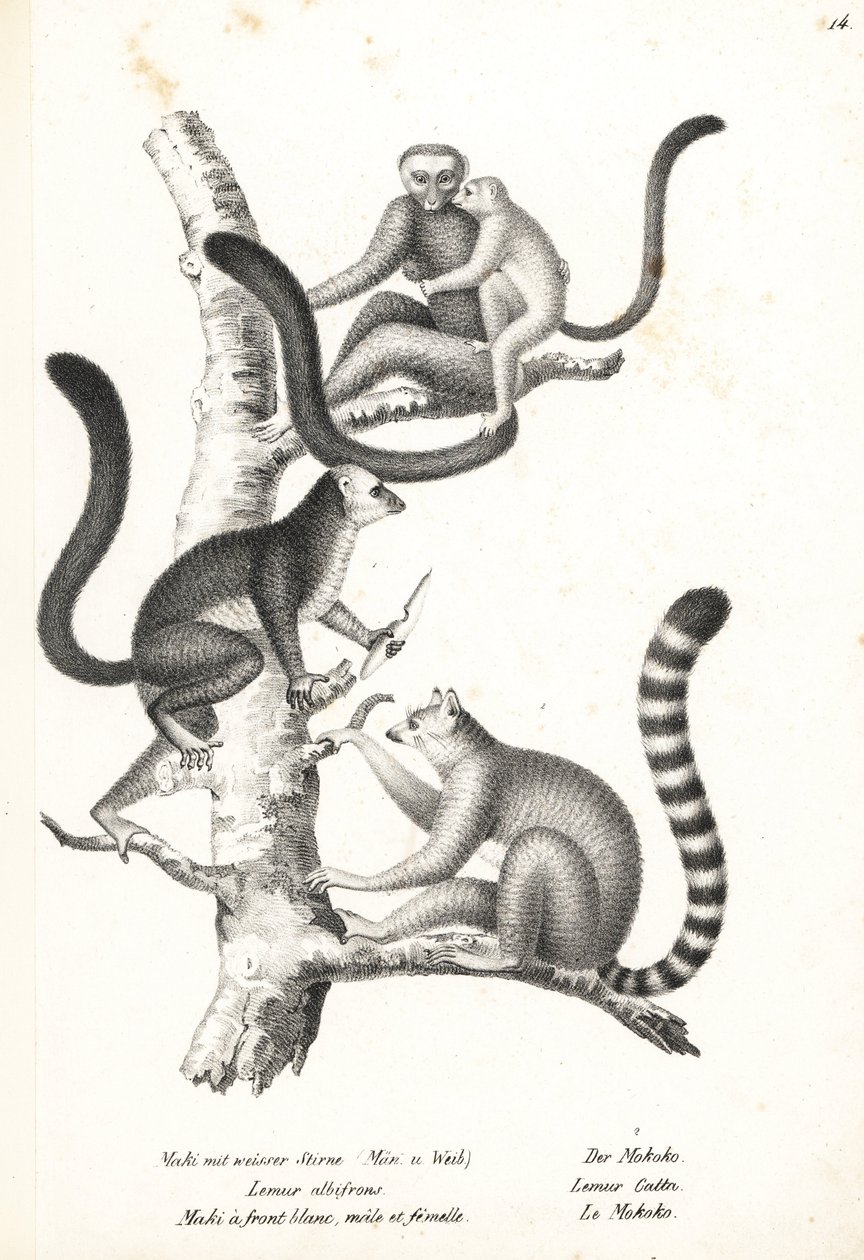 White-headed lemur, Eulemur albifrons, uros ja naaras, uhanalainen 1 ja rengashäntälemur, Lemur catta, uhanalainen 2. Karl Joseph Brodtmannin litografia Heinrich Rudolf Schinzin kuvitetusta ihmisten ja eläinten luonnonhistoriasta tekijältä Karl Joseph Brodtmann