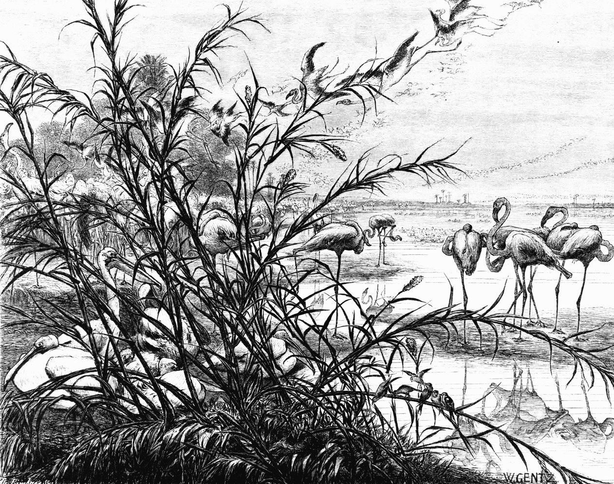 Lintuparlamentti Menaleh-järvellä, 1880 tekijältä Karl Wilhelm Gentz