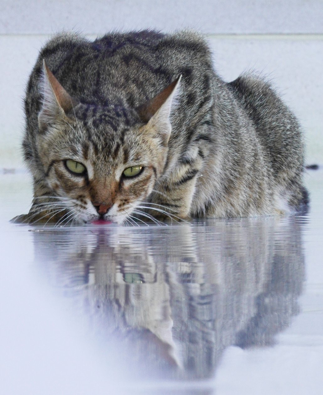 Cool Cat, 2022, valokuva tekijältä Katha Wood