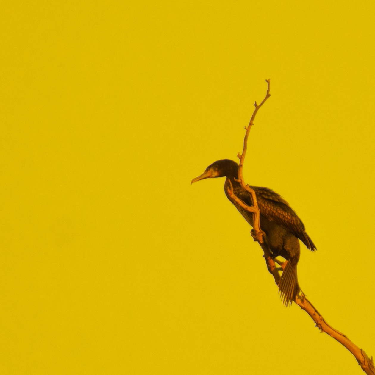 Hanging On (vasemmalle katsoen) tekijältä Katha Wood