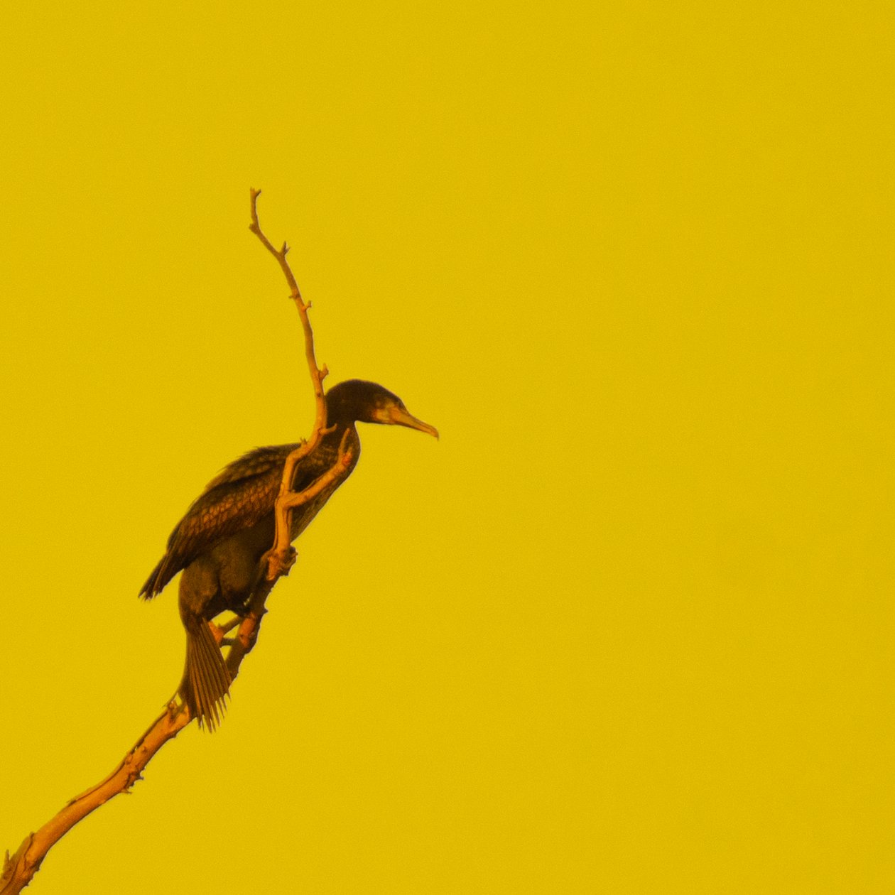 Hanging On (oikealle katsoen) tekijältä Katha Wood
