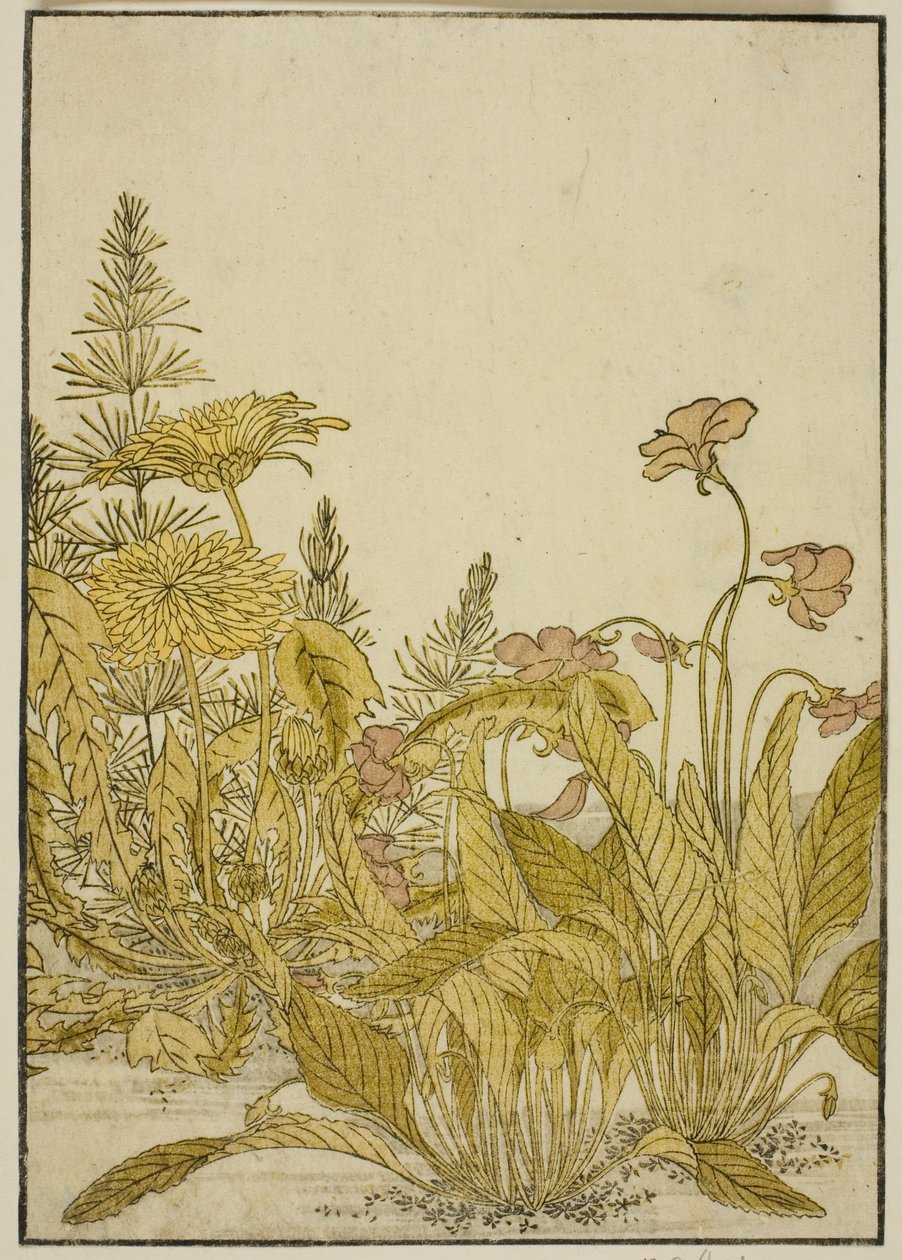 Kevään kukat: Violetteja ja voikukkia, kirjasta "Mirror of Beautiful Women of Pleasure Quarters (Seiro bijin awase sugata kagami)," voi. 1 tekijältä Katsukawa Shunsho