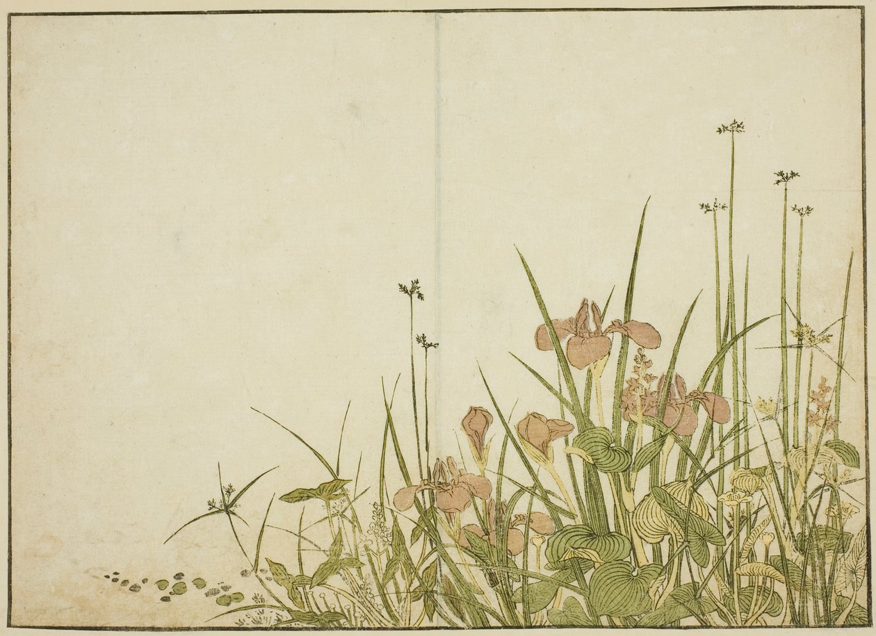 Kesäkukat: iirikset ja vesipannukka, kirjasta "Mirror of Beautiful Women of Pleasure Quarters (Seiro bijin awase sugata kagami)," voi. 1 tekijältä Katsukawa Shunsho