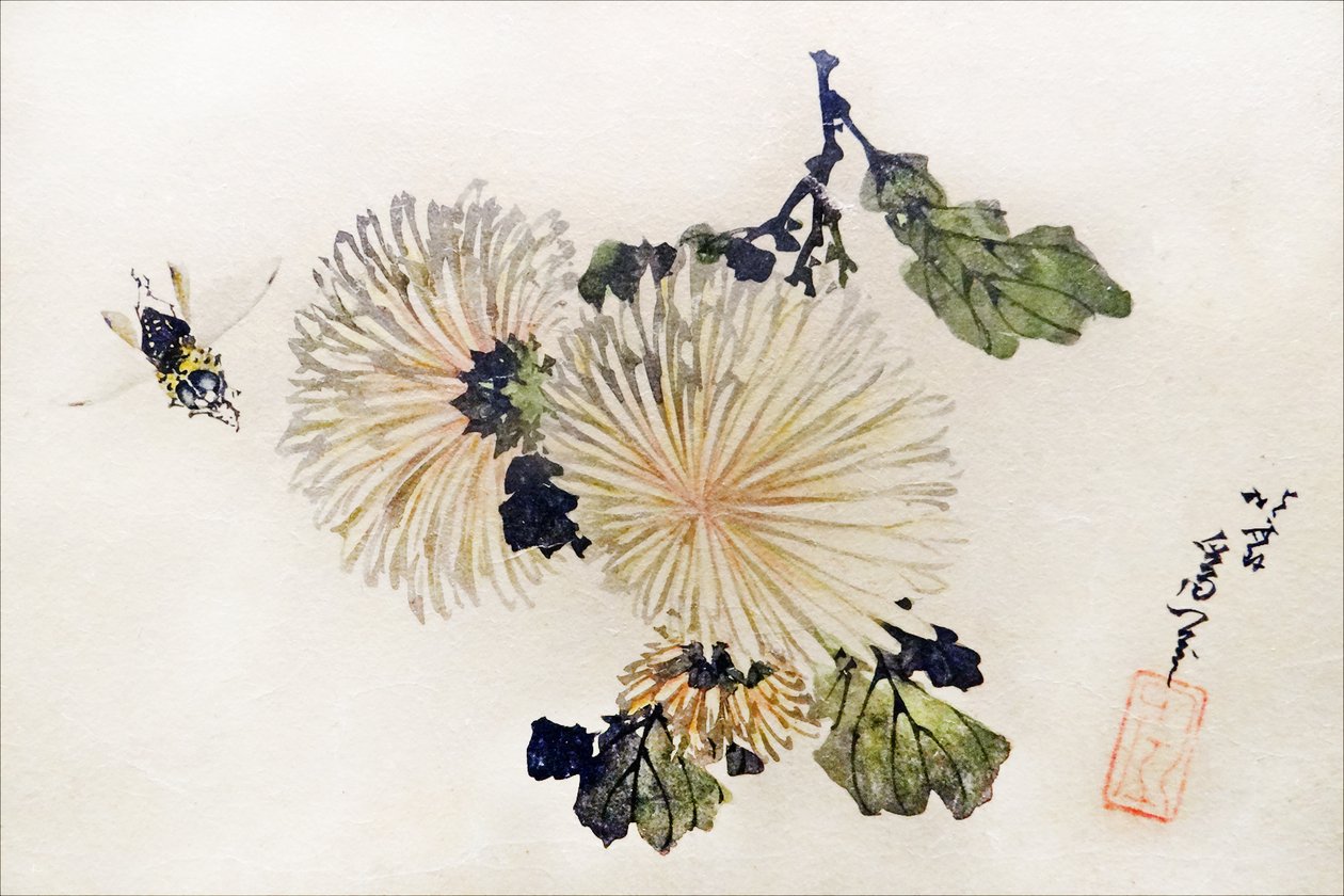 Krysanteemit työ tekijältä Katsushika Hokusai