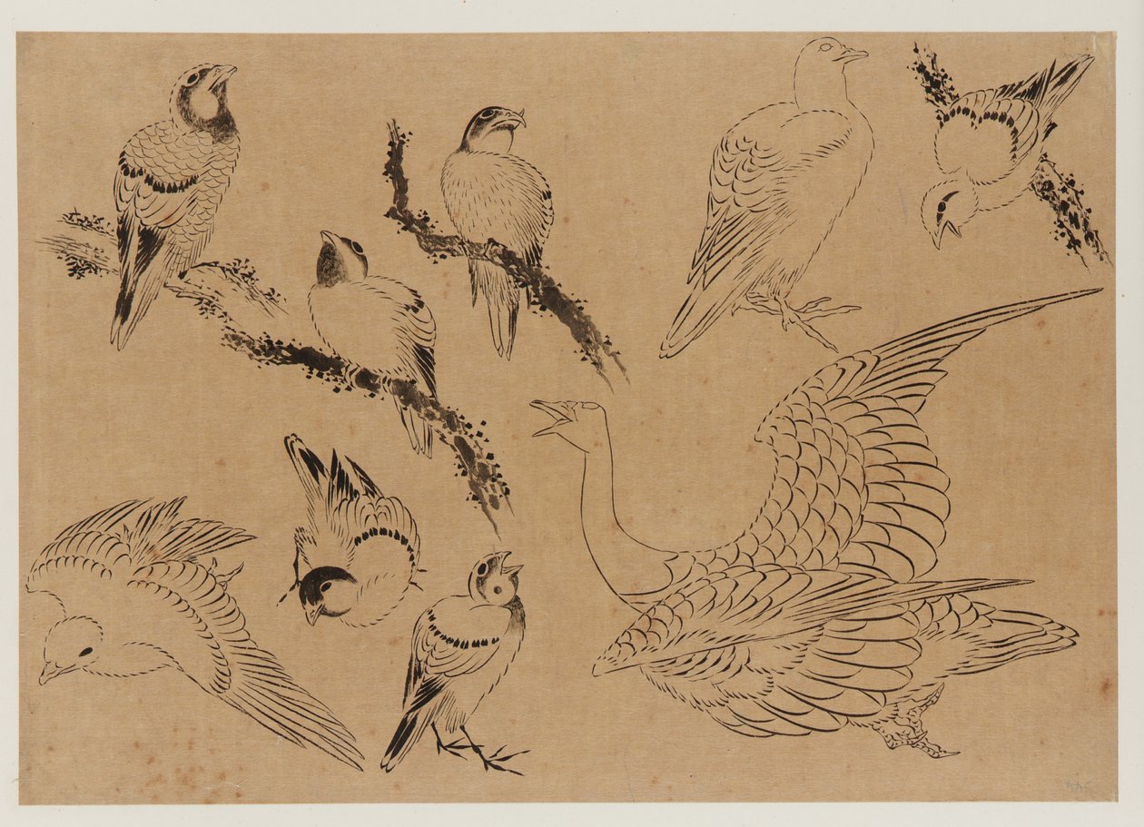 Linnut, Edo-kausi, 1700-luvun loppu - 1800-luvun alku. tekijältä Katsushika Hokusai