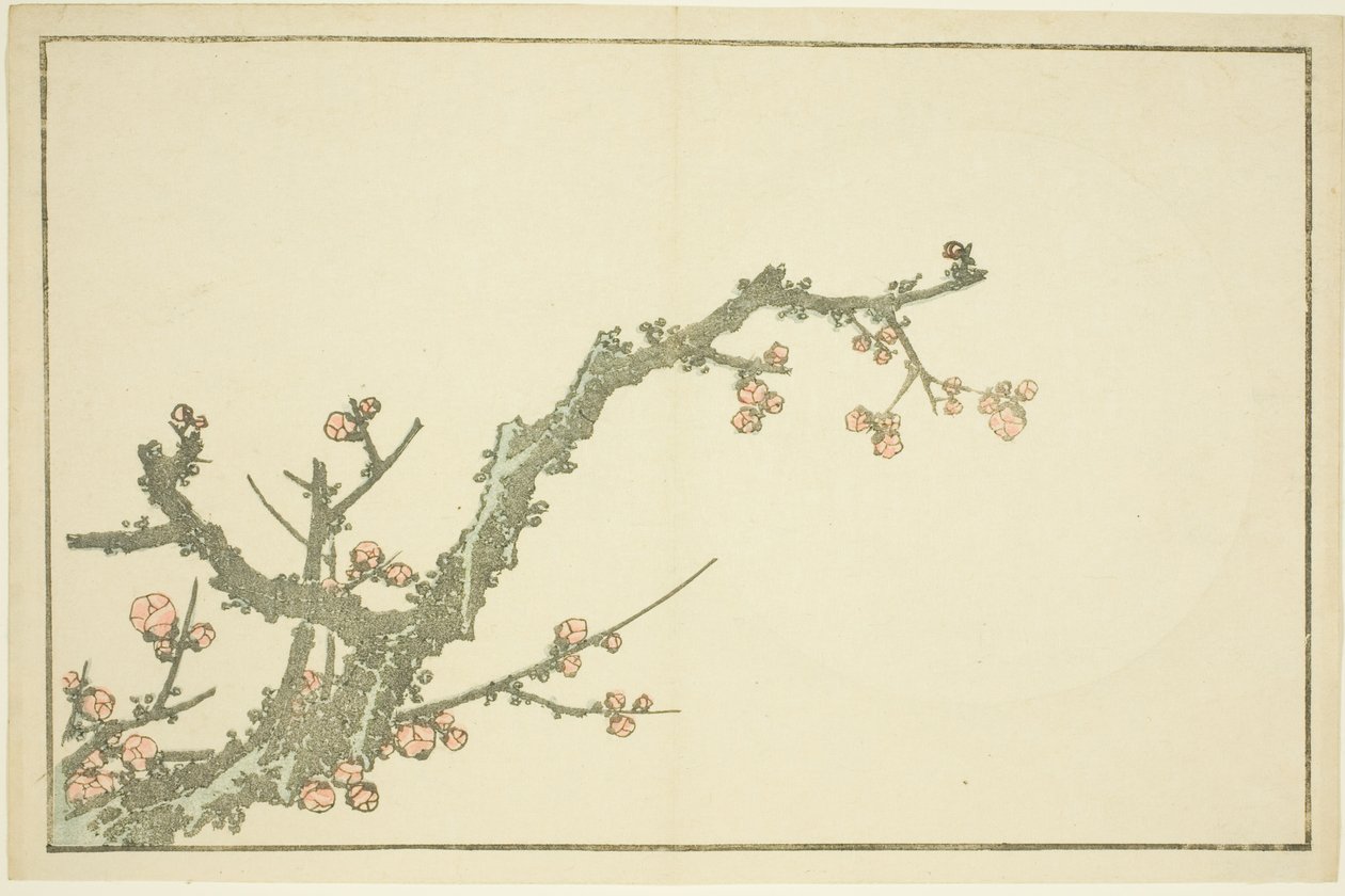 Kukkiva luumupuu, Hokusain realististen maalausten kuvakirjasta (Hokusai shashin gafu) tekijältä Katsushika Hokusai
