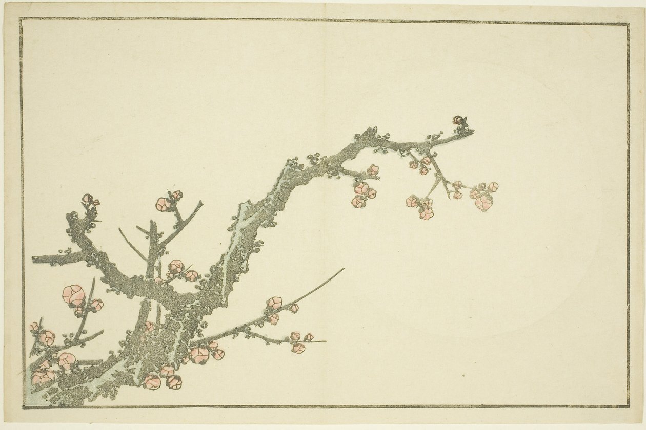 Kukkiva luumupuu, teoksesta Hokusain realististen maalausten kuvakirja (Hokusai shashin gafu), noin 1814 (värillinen puupiirros (albumiarkki)). tekijältä Katsushika Hokusai