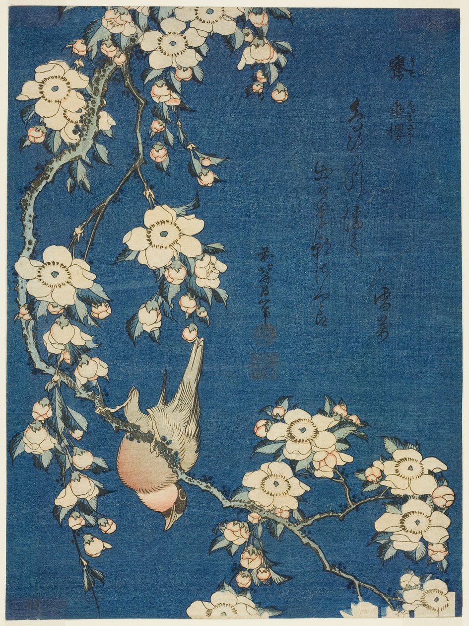 Bullfinch ja Weeping Cherry (Uso, shidarezakura), nimettömästä kukkien ja lintujen sarjasta tekijältä Katsushika Hokusai