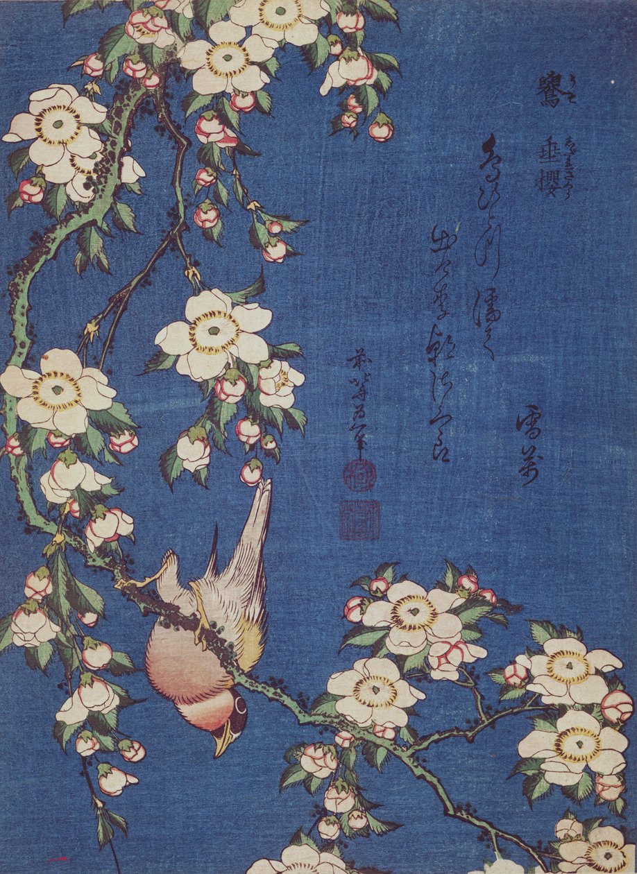 Härkä ja itkevä kirsikkapuu, pubi. n. 1834 (värillinen puupainatus) tekijältä Katsushika Hokusai