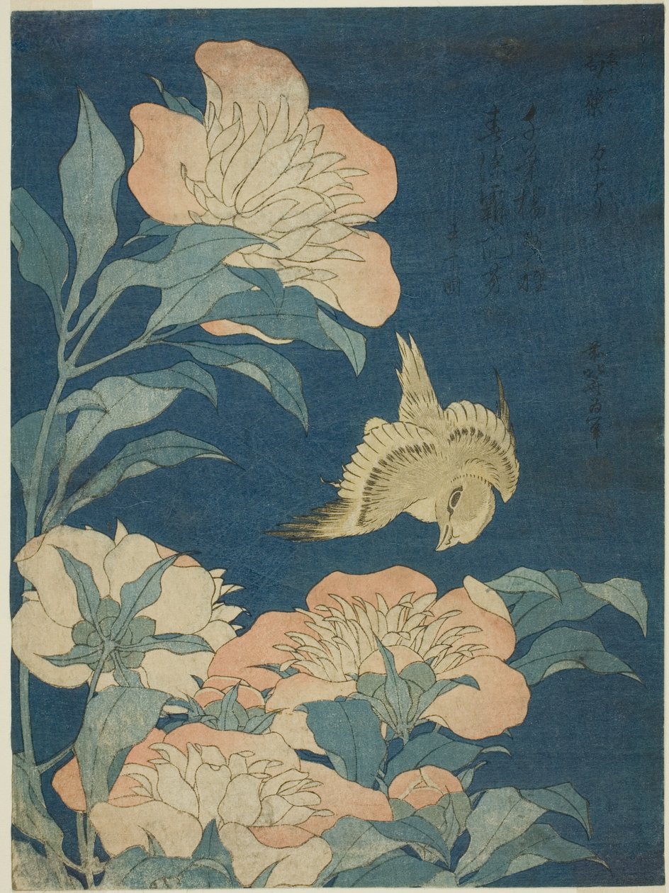 Kanaria ja pioni (kanarialintu, shakuyaku), nimettömästä kukkien ja lintujen sarjasta tekijältä Katsushika Hokusai
