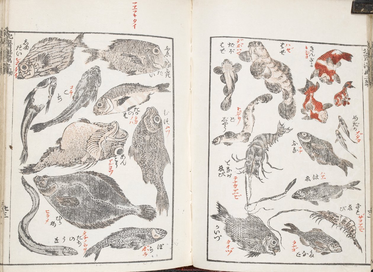 Kalat ja merieläimet tekijältä Katsushika Hokusai