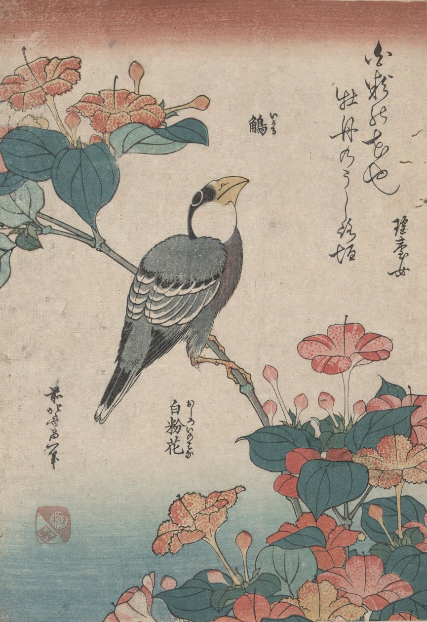 Grosbeak on Mirabilis, nimettömästä sarjasta nimeltä Small Flowers tekijältä Katsushika Hokusai