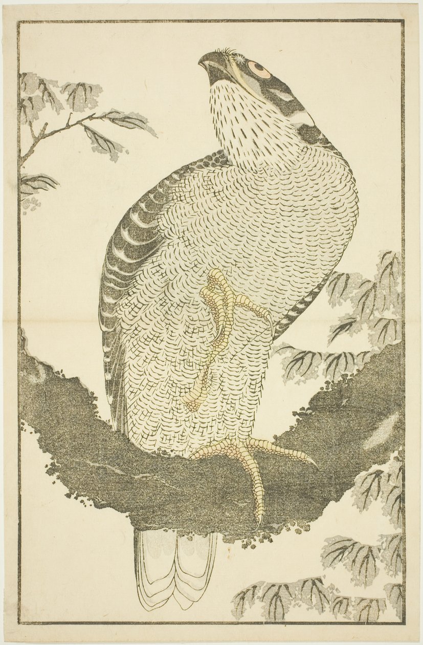 Hawk, The Picture Book of Realistic Paintings of Hokusai (Hokusai shashin gafu) tekijältä Katsushika Hokusai