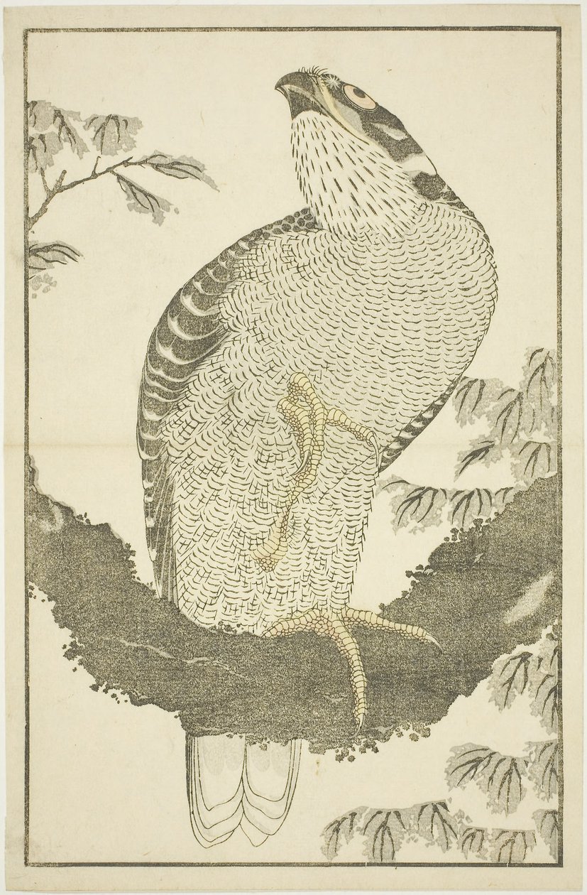 Hawk, The Picture Book of Realistic Paintings of Hokusai (Hokusai shashin gafu) tekijältä Katsushika Hokusai