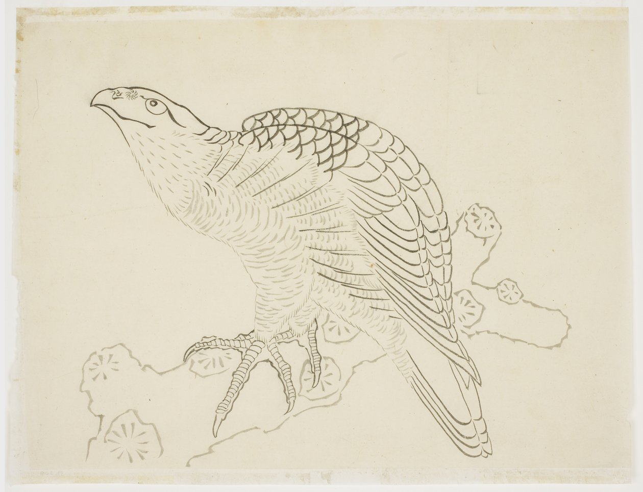 Hawk on a Branch (tutkimus) tekijältä Katsushika Hokusai